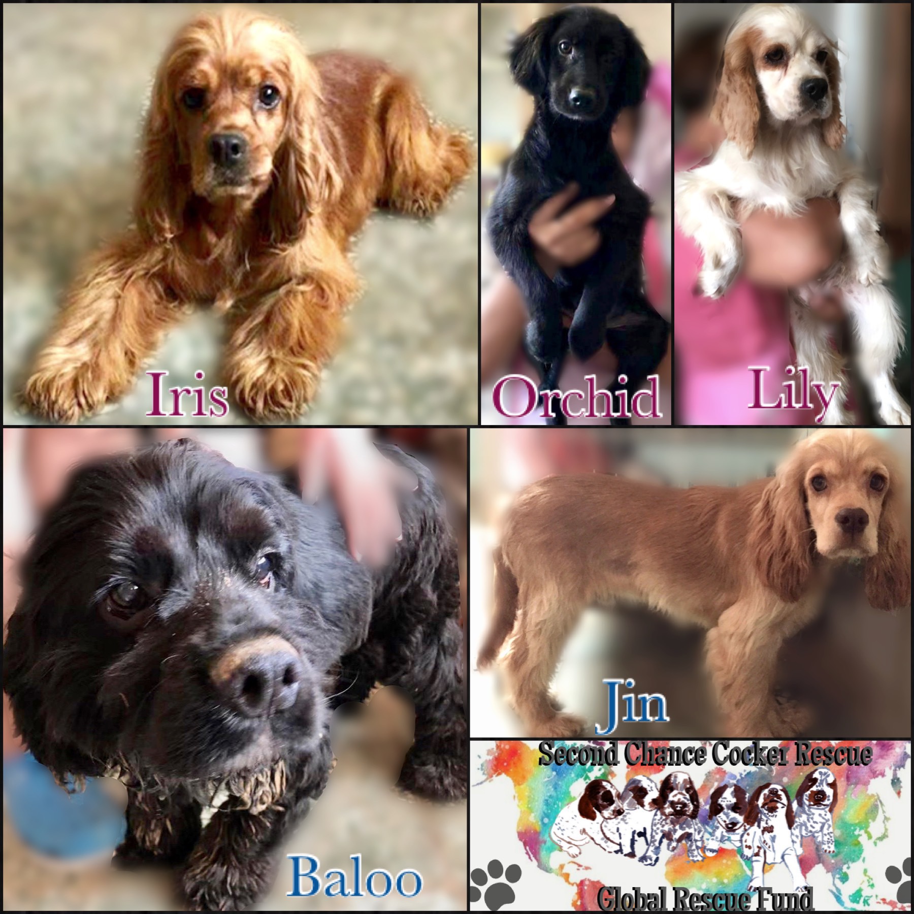 cocker spaniel puppies for sale trading post